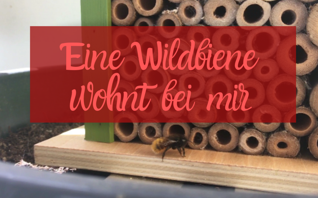 Wildbiene auf meinem Balkon